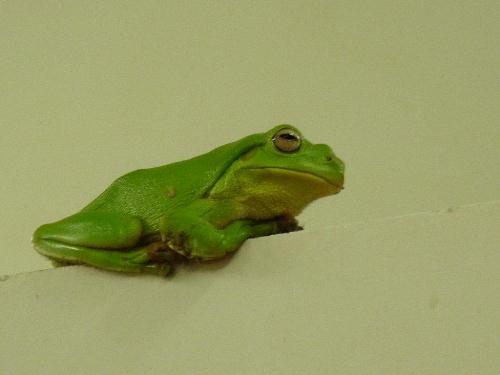 Frog in the shower